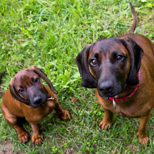 Bavarian mountain hound store pup